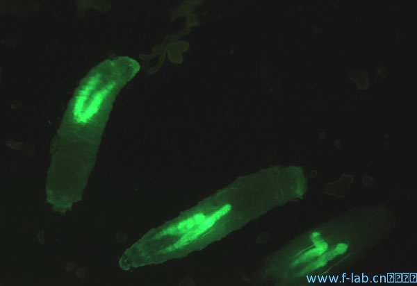 转基因果蝇幼虫