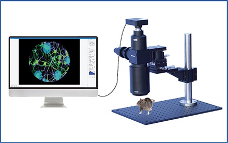 小鼠脑介观成像系统_介观镜Macro用于全光靶向光遗传学和钙成像