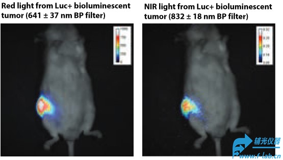 小鼠活体成像系统结果2