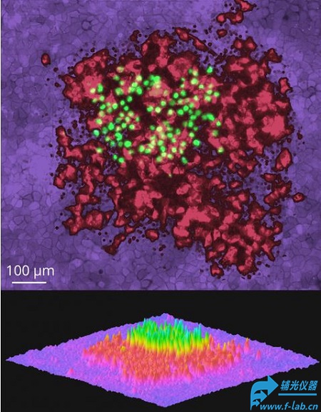 3D生物打印机结果